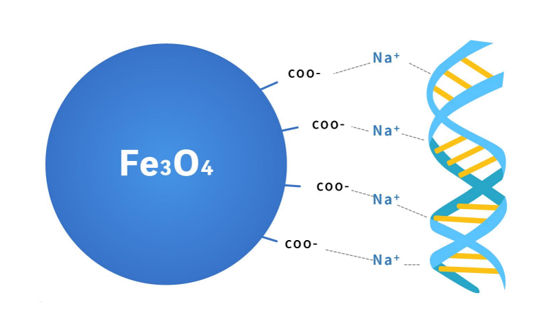 Principle of DNA purification magnetic beads