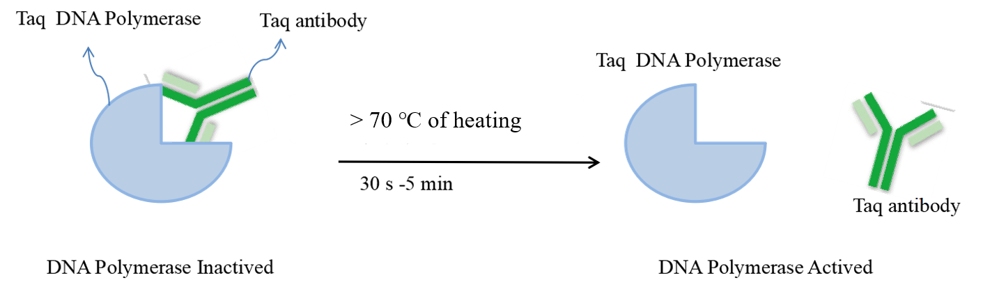 the principle of hot-start enzyme