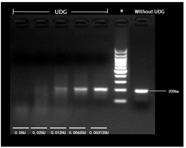 Electrophoresis results of 0.05 U, 0.025 U, 0.0125 U, 0.00625 U, 0.003125 U anti- contamination UDG enzyme with 360 ng of 200 bp dU -DNA incubated at 25°C for 30 min.