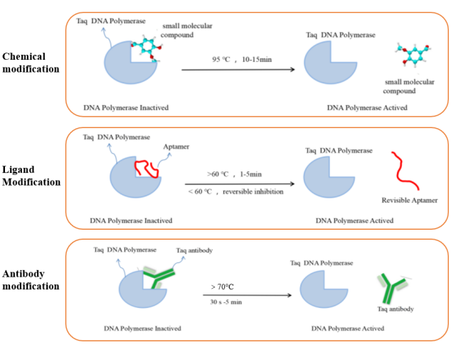 Schematic diagram of different types of modified hot-start enzymes