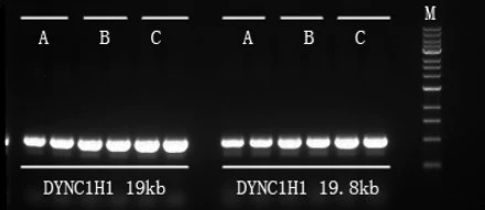 Figure 3. Up to 19.8kb cDNA can be synthesized