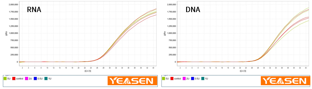 Different concentrations of UDG enzymes are compatible with qPCR and RT-qPCR reaction systems and have no inhibition on the amplification of DNA and RNA templates.