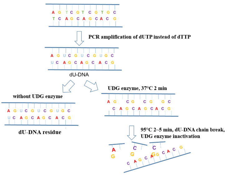 Schematic diagram of the anti-pollution principle of UDG enzyme