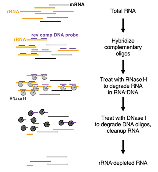 Schematic diagram of enzyme-based rRNA depletion