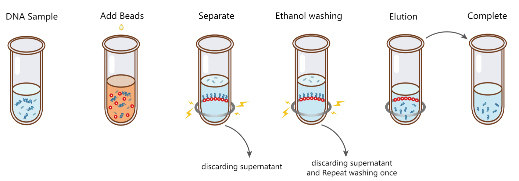 DNA purification steps