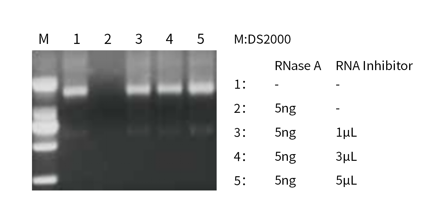 Inhibitory effect of Murine RNase Inhibitor.