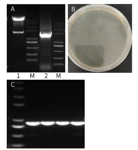 Single fragment cloning of 2290 bp was performed with the Hieff Clone™ Plus One Step Cloning Kit