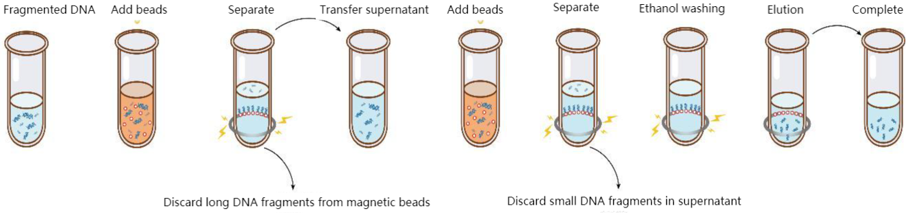 DNA size selection steps