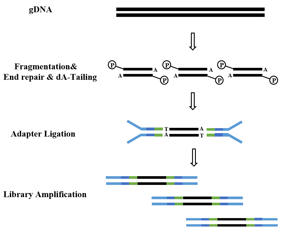 DNA library construction process (Illumina)
