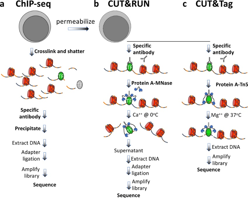 DNA-protein interaction techniques workflow