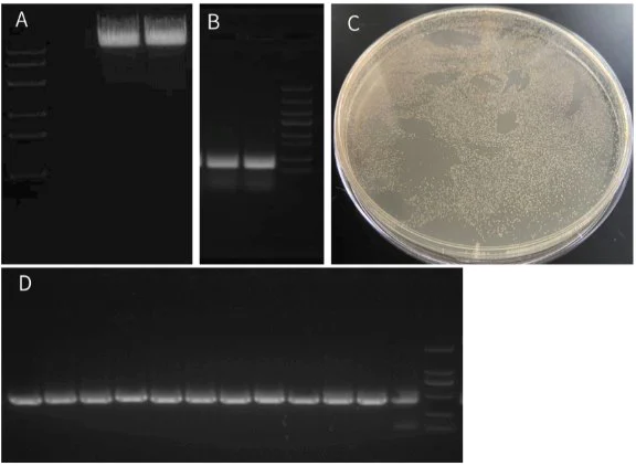Single fragment cloning of 400 bp was performed with the Hieff Clone™ Plus One Step Cloning Kit