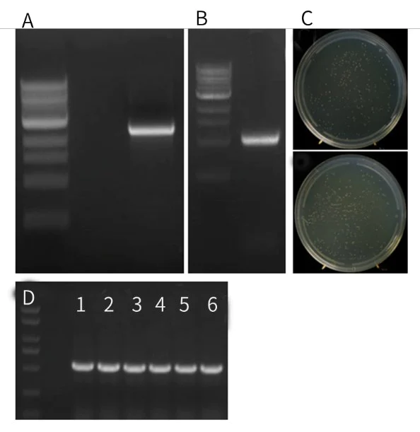 Single fragment cloning of 975 bp was performed with the Hieff Clone™ Universal One Step Cloning Kit