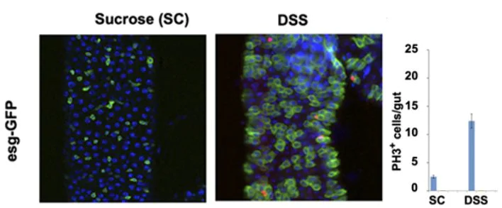 Figure 2. The proliferation of ISC precursor cells in Drosophila melanogaster induced by DSS [1]