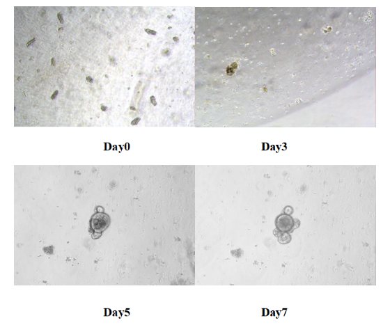 Figure 9. Results of in vitro culture of mouse small intestine like organs