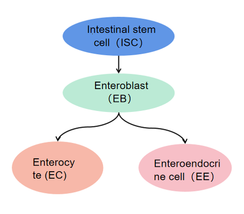 Figure 1. Schematic diagram of division and differentiation of Drosophila intestinal stem cells