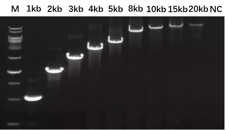 Figure 4. The PCR amplification result is the expected 20 kb product.