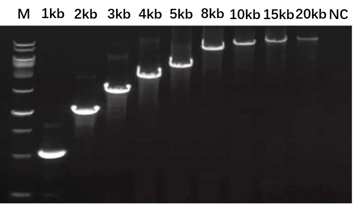 Figure 4. The PCR amplification result is the expected 20 kb product.