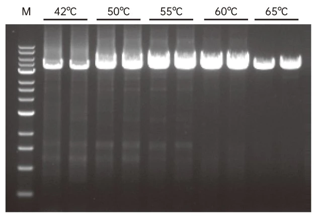 Figure 1. Perform reverse transcription at 42°C-65℃
