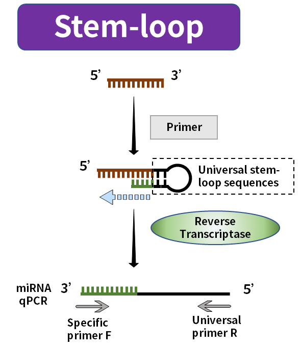 Figure 3. miRNA synthesis by the stem-loop method