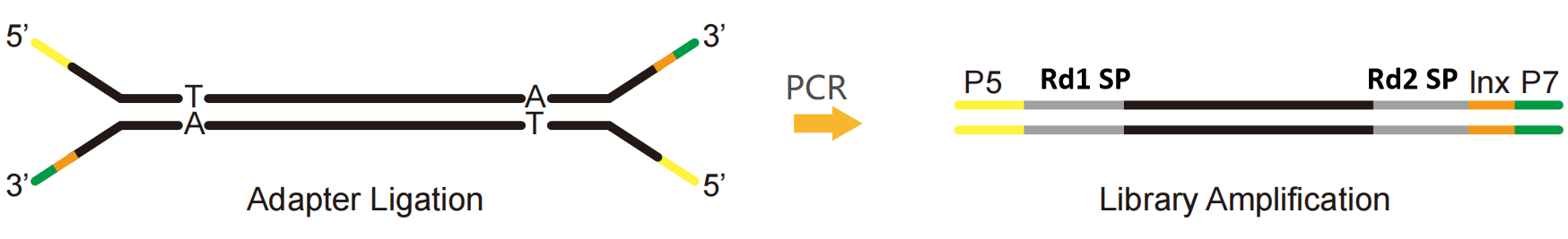 Illumina platform single index library