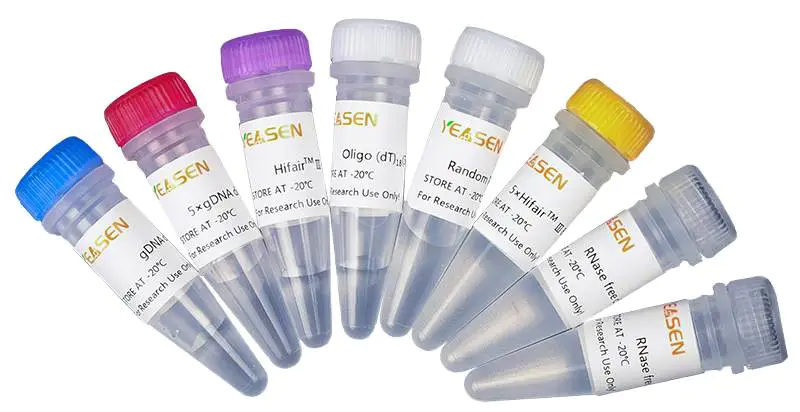 Figure 15. 11139ES-Hifair™ III 1st Strand cDNA Synthesis Kit(gDNA digester plus)