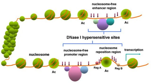 DNase I hypersensitive sites within chromatin