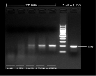 Electrophoresis results of 0.05 U, 0.025 U, 0.0125 U, 0.00625 U, 0.003125 U heat-labile UDG enzyme with 360 ng of 200 bp dU-DNA at 25 ℃ for 30 min (95 ℃, 2 min inactivation)