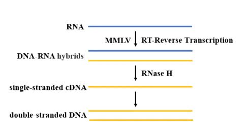 Schematic diagram of the reverse transcription process