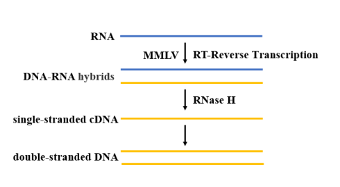 Schematic diagram of the reverse transcription process