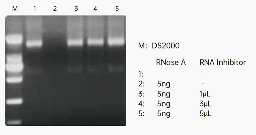 1μL Murine RNase inhibitor ( 40 U/μL, Cat#10603ES ) can effectively inhibit 5ng RNase, 1μg HEK cell total RNA electrophoresis results.