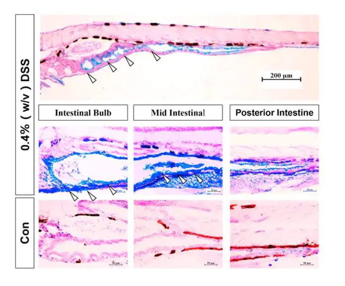 Fig.3 DSS induces an inflammatory response in zebrafish liver