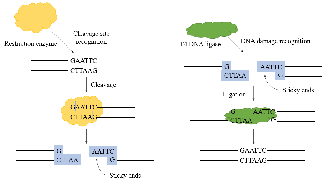 T4 dna ligase mechanism