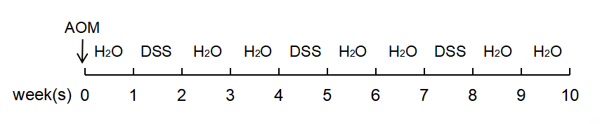 Figure 2. AOM/DSS colorectal cancer modeling protocol