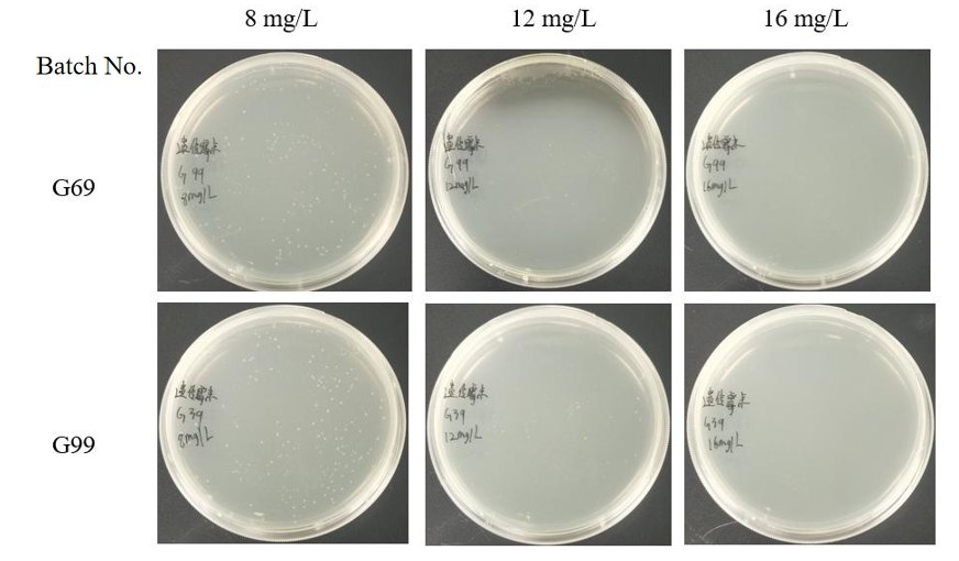 Figure 1 Stability test and validation of effective concentration of genomycin between different batches