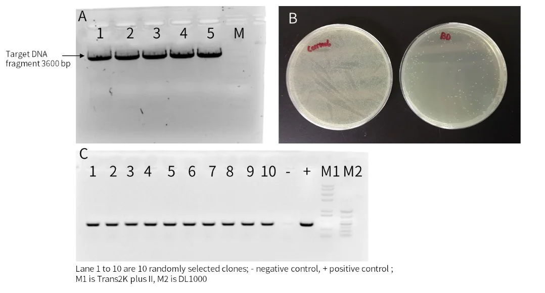 Single fragment cloning of 3600 bp was performed with the Hieff Clone™ Universal One Step Cloning Kit