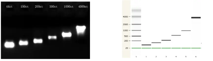 Figure 3. The quality of transcriptional products for different lengths
