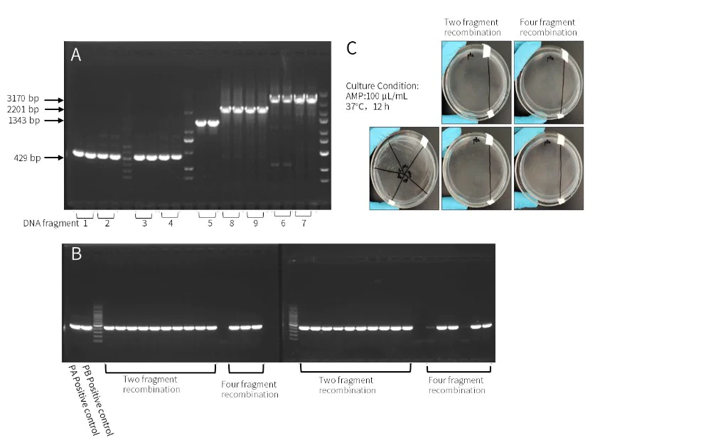 Two- and four-fragment cloning were performed with the Hieff Clone ™ Universal One Step Cloning Kit