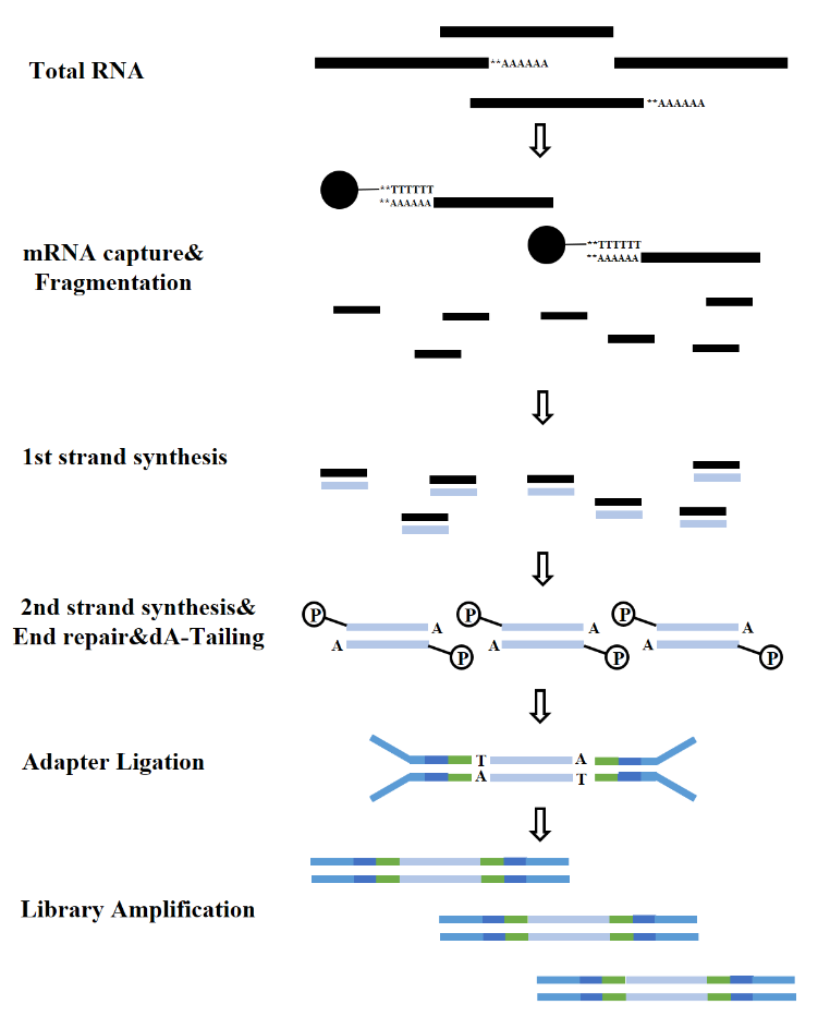 mRNA library construction process(Illumina)
