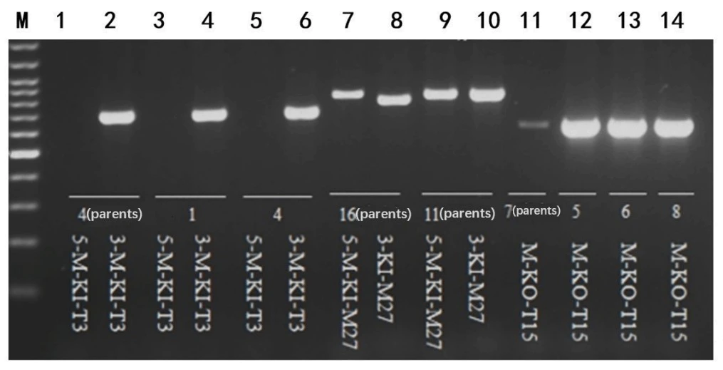 Figure 8. The results of mouse genotype identification using mouse tissue direct PCR kit by users from Beijing Jishi Life Technology Co., Ltd.