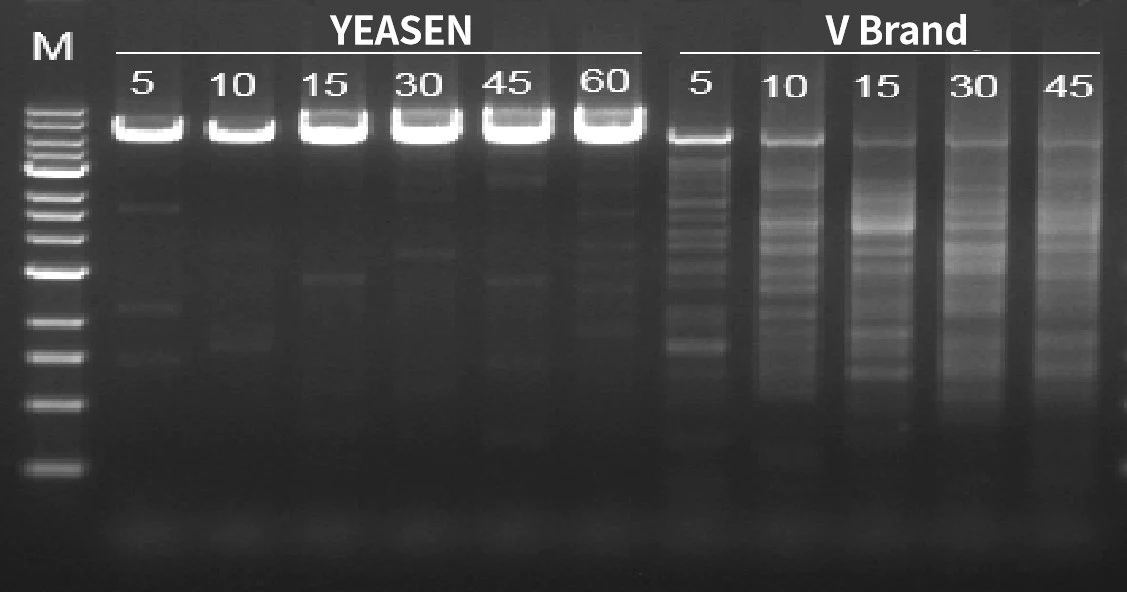 Figure 4. 6kb cDNA can be synthesized within 5 minutes