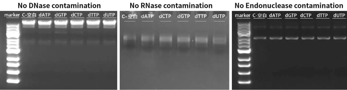 Figure 3. The detection results show that dNTPs have no DNase, RNase, and Endonuclease.
