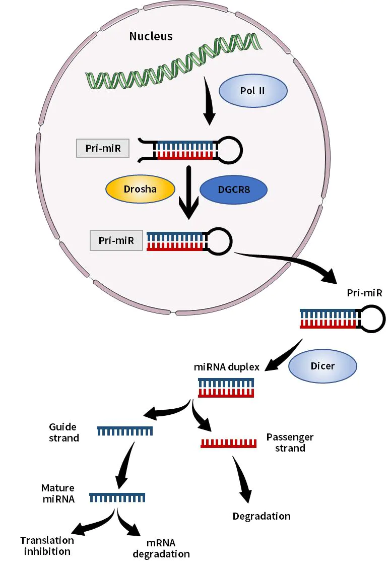Figure 1. Schematic diagram of miRNA synthesis in vivo