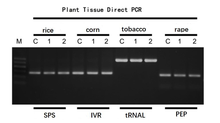 Figure 7. Results of direct amplification of leaves from different plants.