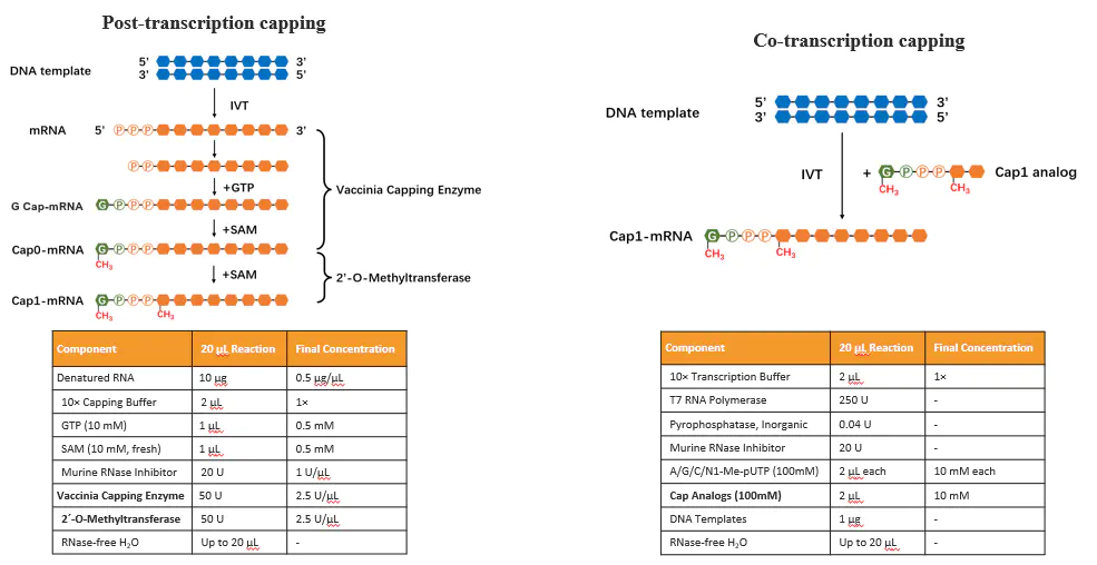 Figure 3. mRNA capping Reaction