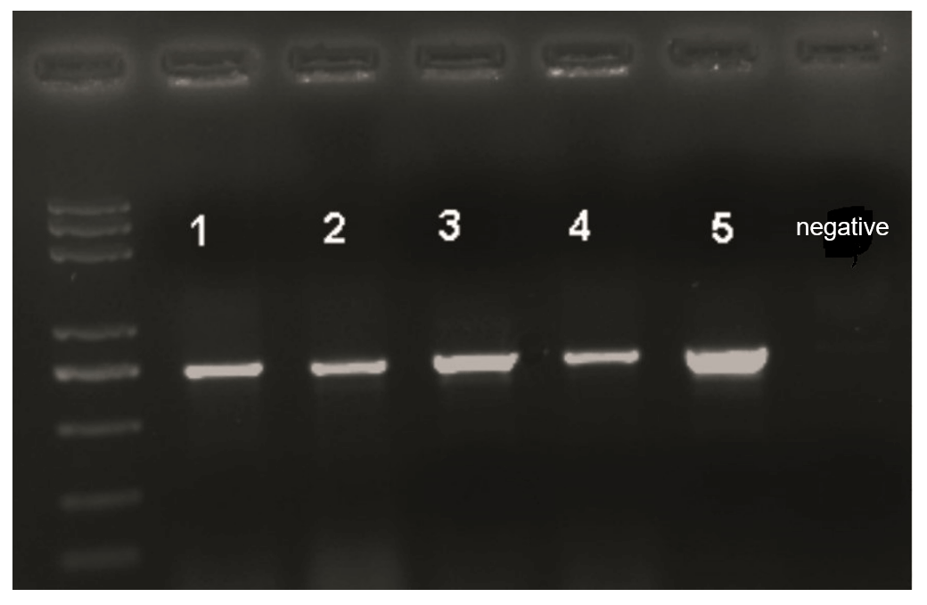 Figure 9. Amplification of rice-related genes using plant tissue direct PCR kits by users of Huazhong Agricultural University.