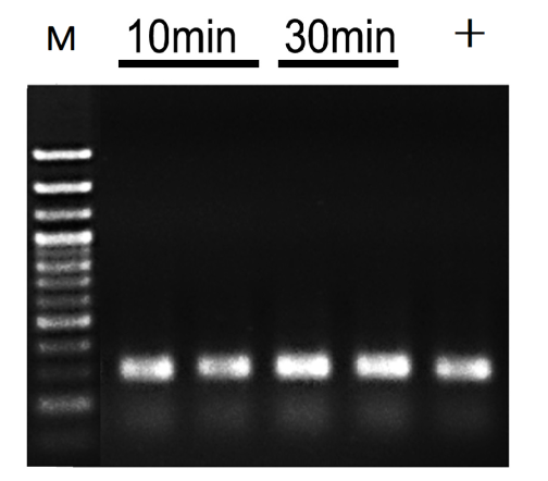 Figure 4 Direct amplification results of mouse tissue direct PCR kit with different lysis times. 