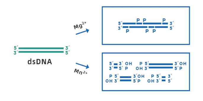 Schematic diagram of DNase I cleaving dsDNA in the presence of Mg2+ and Mn2+