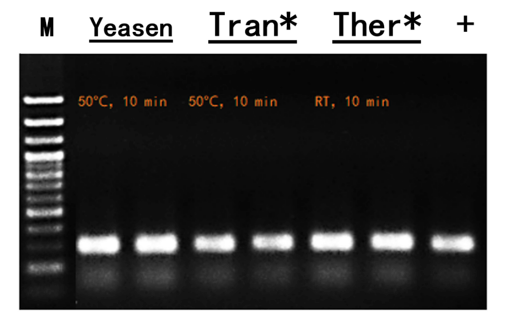 Figure 6. SOX21 gene amplification results of mouse tail treated with similar products from different brands.