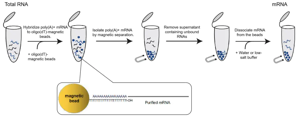 principle of enrichment and purification of mRNA magnetic beads